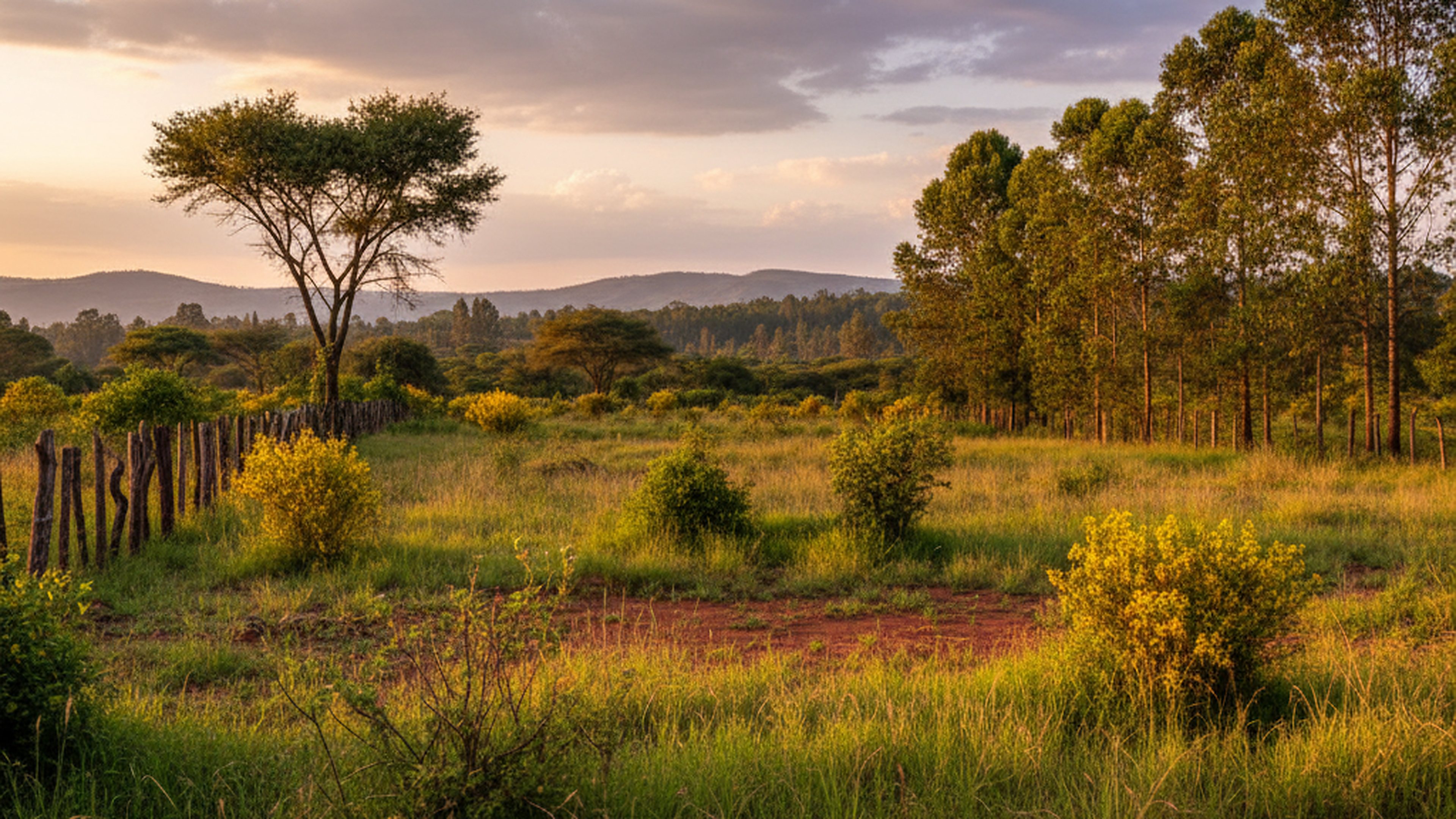 Half-Acre Plot, Bomas